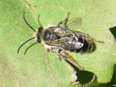 Melitta haemorrhoidalis