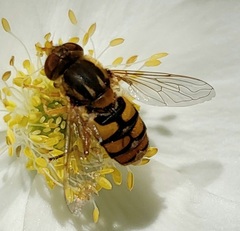 Parhelophilus obsoletus