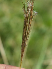 Chloris
