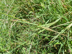Chloris