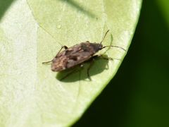 Sphragisticus nebulosus