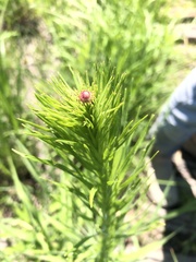 Liatris pycnostachya