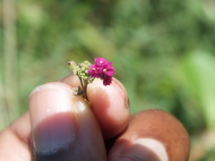 Boerhavia coccinea