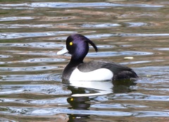 Aythya fuligula