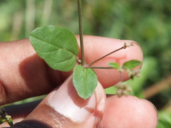 Boerhavia coccinea