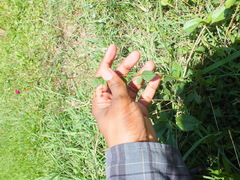 Boerhavia coccinea