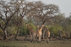 Giraffa camelopardalis antiquorum
