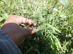 Boerhavia coccinea