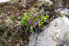 Primula latifolia