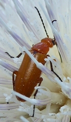 Nemognatha lurida