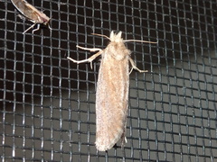 Acrolophus propinqua