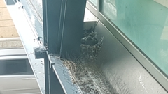 Columba livia domestica