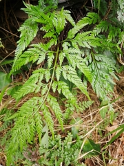 Asplenium adiantum-nigrum