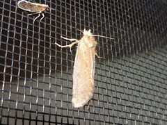 Acrolophus propinqua