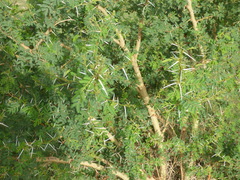 Image of Acacia sieberiana