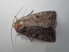 Apterogenum ypsillon