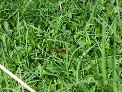 Polistes crinitus