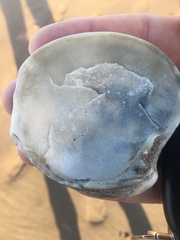 Eucallista purpurata