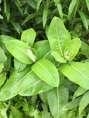 Asclepias syriaca