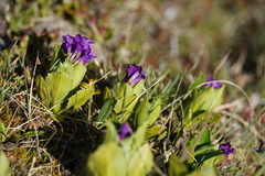 Primula latifolia