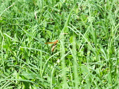 Polistes crinitus