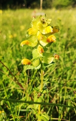 Rhinanthus alectorolophus