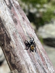 Phidippus insignarius