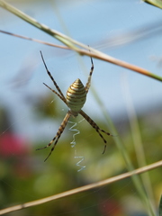 Argiope trifasciata