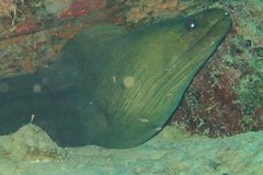 Gymnothorax funebris