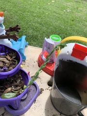 Tripsacum dactyloides