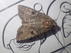 Apterogenum ypsillon