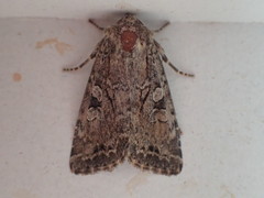 Apterogenum ypsillon