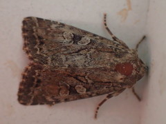 Apterogenum ypsillon