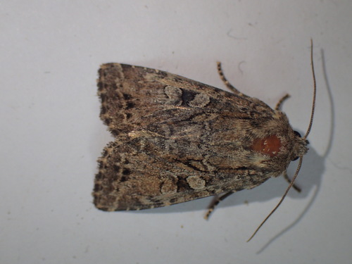 Dingy Shears, photo 4 of 8