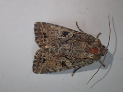 Apterogenum ypsillon