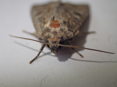 Apterogenum ypsillon