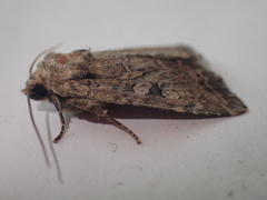 Apterogenum ypsillon