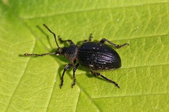 Otiorhynchus tristis