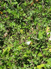 Pieridae