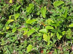 Pieridae