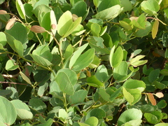 Piliostigma reticulatum
