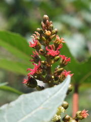 Ricinus communis