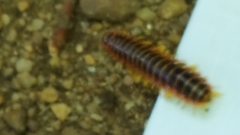 Apheloriini