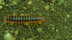Apheloriini