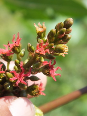 Ricinus communis