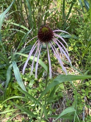 Echinacea pallida