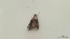 Agrotera nemoralis