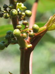 Ricinus communis