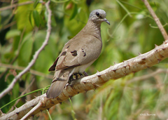 Turtur abyssinicus
