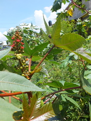 Ricinus communis